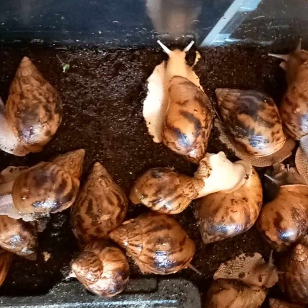 Group of healthy Giant African Land Snails