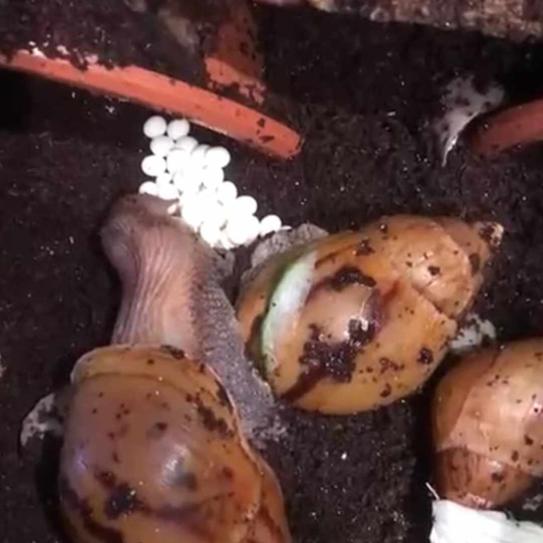 Snails with eggs