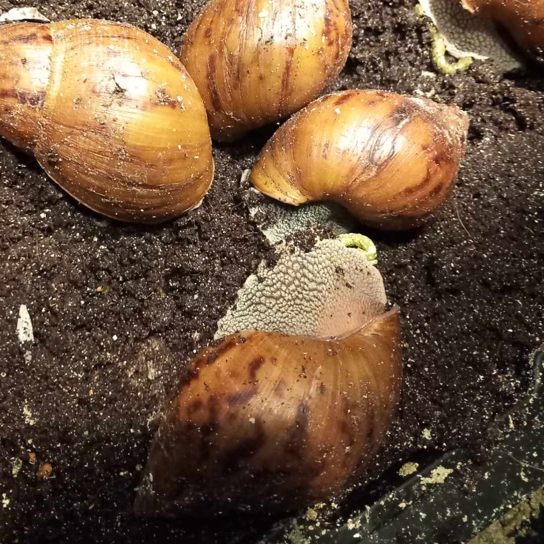 Snails in their habitat